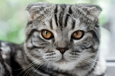 银虎斑猫
